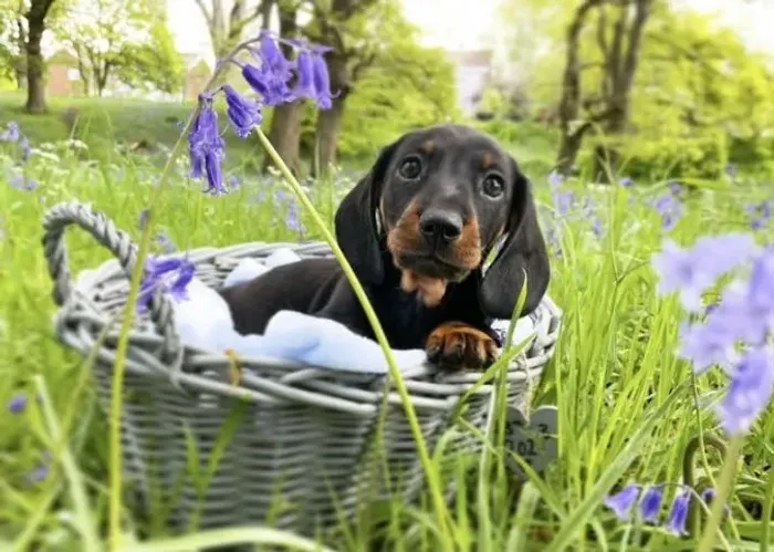 Teckel filhote: Companheiro alegre e divertido