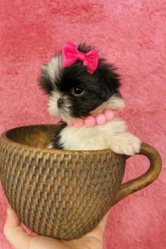  Shitzu fêmea mini