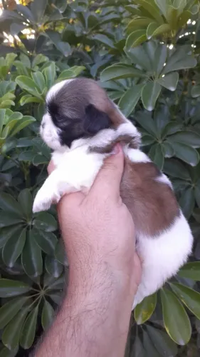 Shih Tzu - Seu novo companheiro está te esperando!