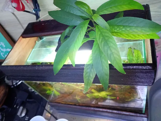 Aquário com plantas 