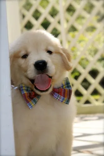     filhotinhos de Golden Retriever top lindos 