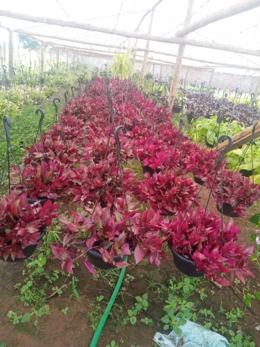 Plantas