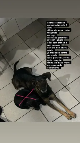 doando cadela dócil vítima de maus tratos 