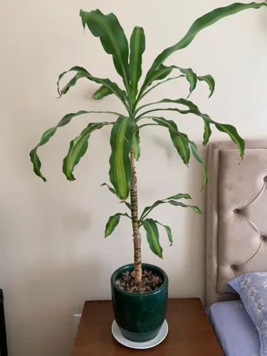 Vaso verde com planta d'água