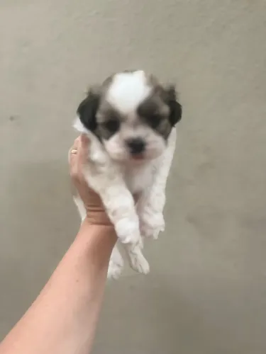 Shitzu macho