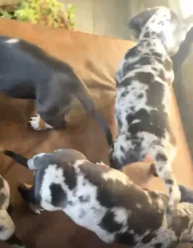 Basset teckel docil e companheiro 