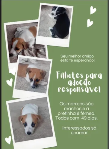 FILHOTES PARA DOAÇÃO