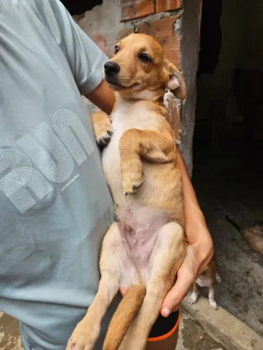 Cachorro 3 meses, porte médio