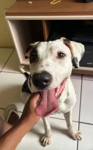 Doação de cachorro