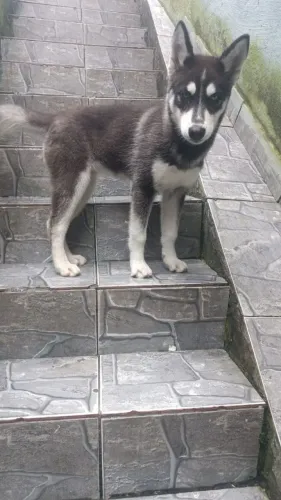 Filhote de Husky