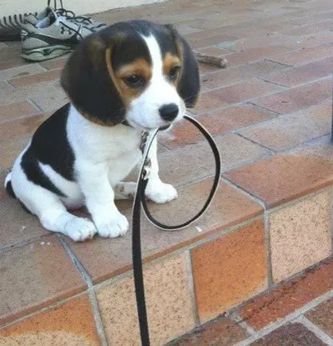 Beagle O parceiro perfeito para criar memórias incríveis