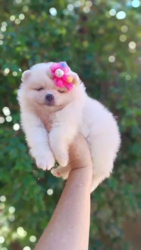 Fêmea de Lulu da Pomerania Anão Filhotinhos com Vacina.