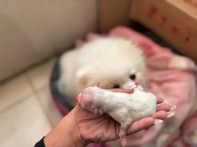 Lulu da pomerania