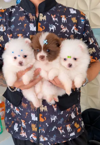 Lulu da Pomerania macho