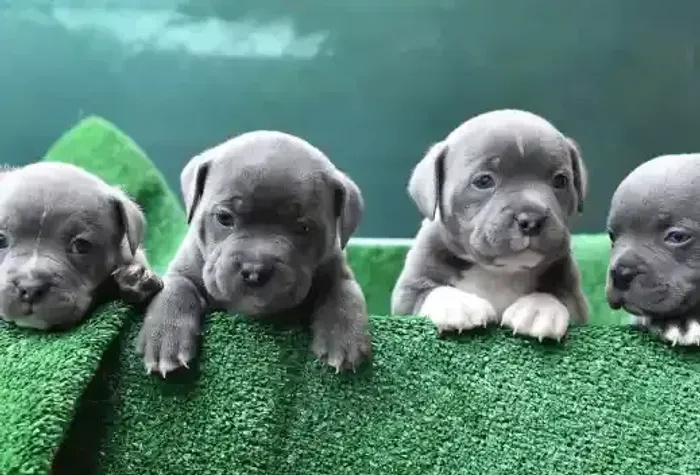 Doação filhote de american bully Goiânia - *