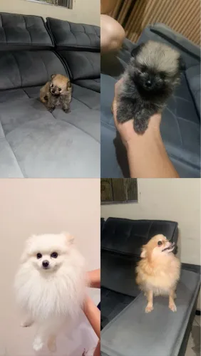 Lulu da pomerania