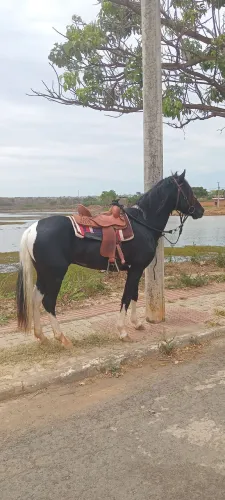 Vendo cavalo Marcha batida 5 anos