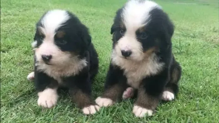 Bernese posturados e fofinhos