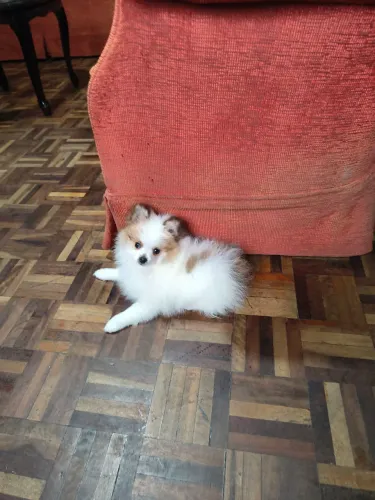 Spitz alemão macho 