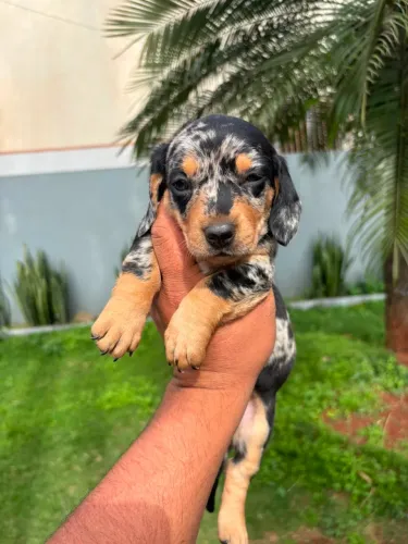 Dachshund arlequim fêmea (mofadinha)