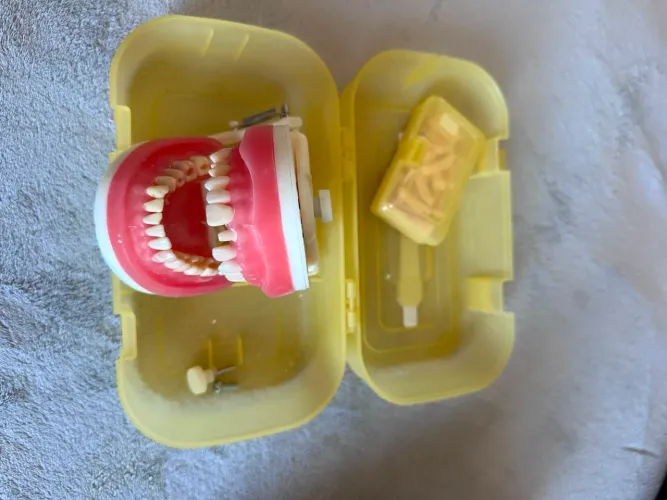 Manequim pronew + caixa de dente hígido
