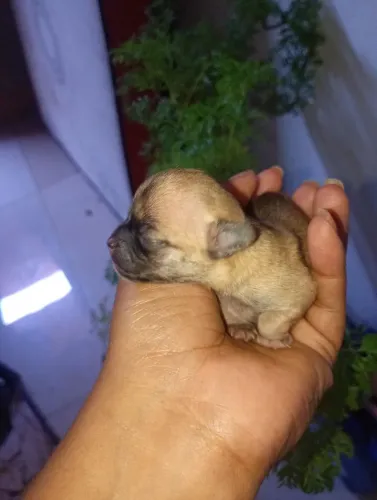 Chihuahua disponível 2.000 mil