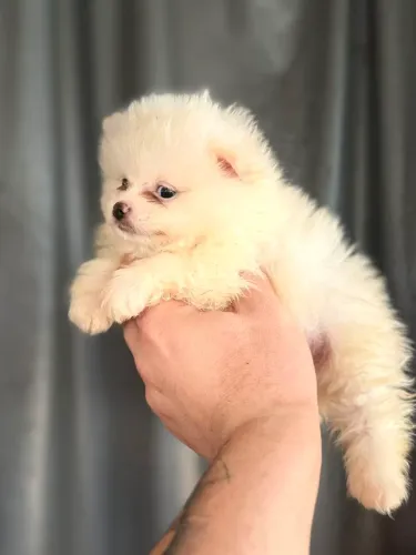 Lulu da Pomerânia