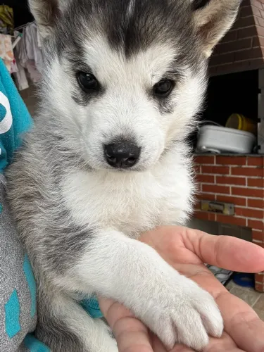 Husky 