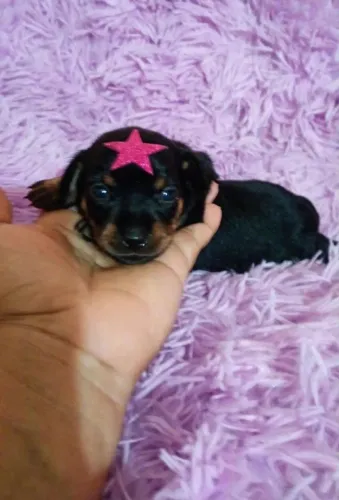 Pinschers filhotes pra reserva fêmea e macho