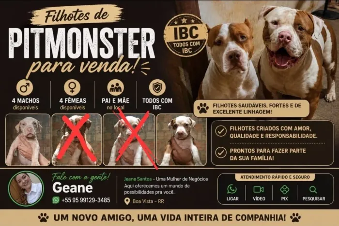 VENDE-SE filhotes de Pit monsters