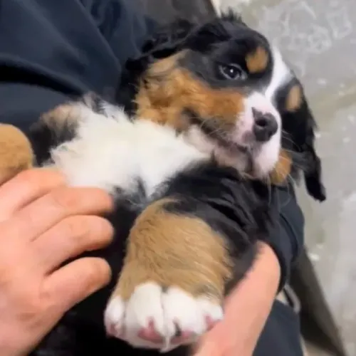 Filhotes de Bernese | Amor que chega fazendo festa!