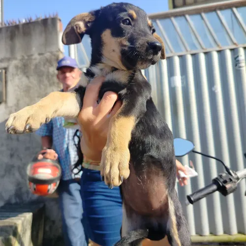 Cachorra pra doação