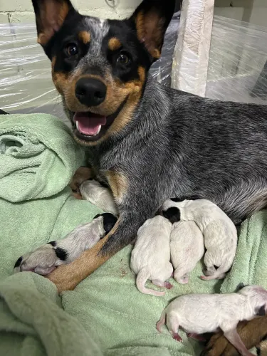 Filhote Blue Heeler Boiadeiro Australiano