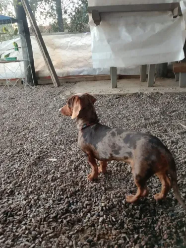 Macho Daschund (salsichinha) com 1 ano e um mês vacinas Completas