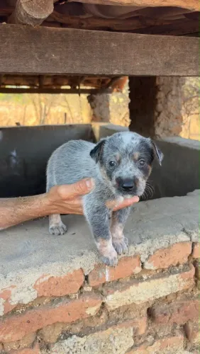 Filhotes de Blue Heeler