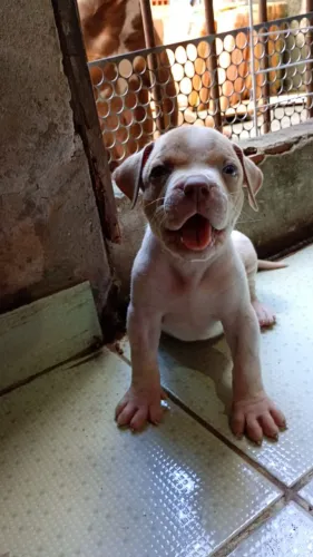 Vendo filhote de pit monster