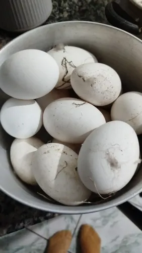 Ovos de ganso fecundado