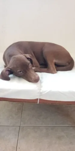 Doação de uma linda cachorrinha 