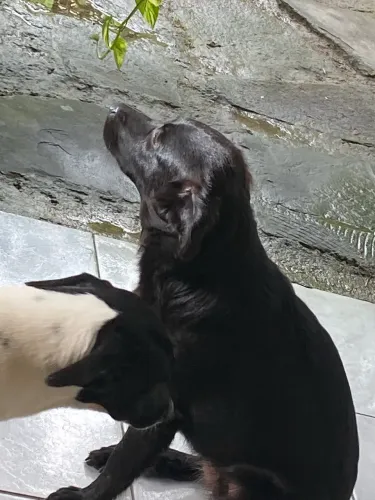 Doação cachorrinha fofa 