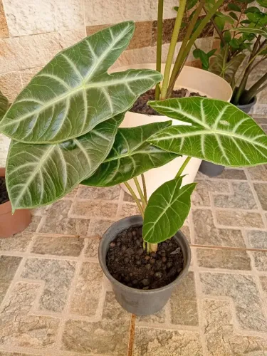 Vasinho de planta ornamental alocasia 