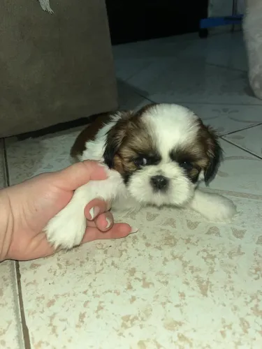 Filhotes de shihtzu
