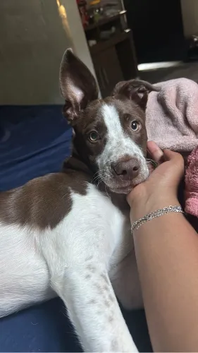 Cachorro