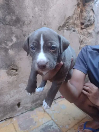 Doação filhote de pitbull com vira-lata