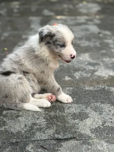 Border Collie com pedigree CBKC filhote, puro