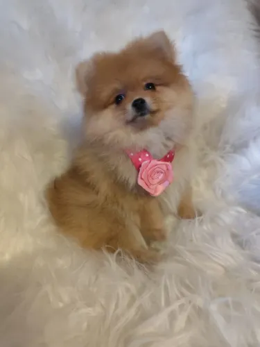 Filhotes Spitz fêmea e macho