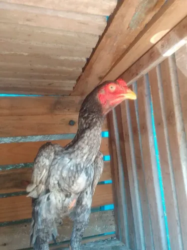 Galo indio