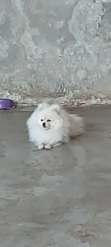 Lulu