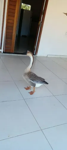 Ganso