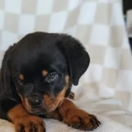Rottweiler,Rottweiler Filhote Top Padrão da Raça