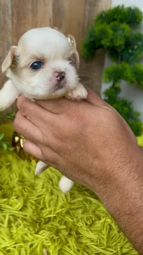 Macho ShihTzu